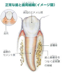 正常な歯周組織